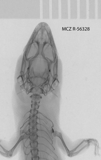 Media type: image;   Herpetology R-56328